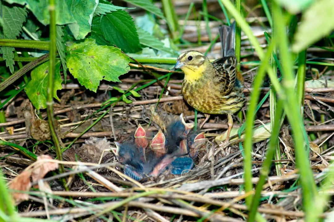 Yellowhammer Facts