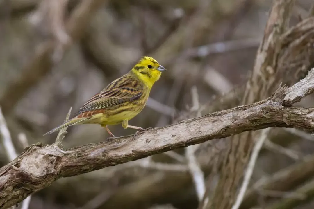 Yellowhammer Physical Characteristics, Size Stature