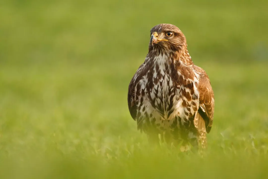 Yellowhammer Physical Characteristics, Male Colours