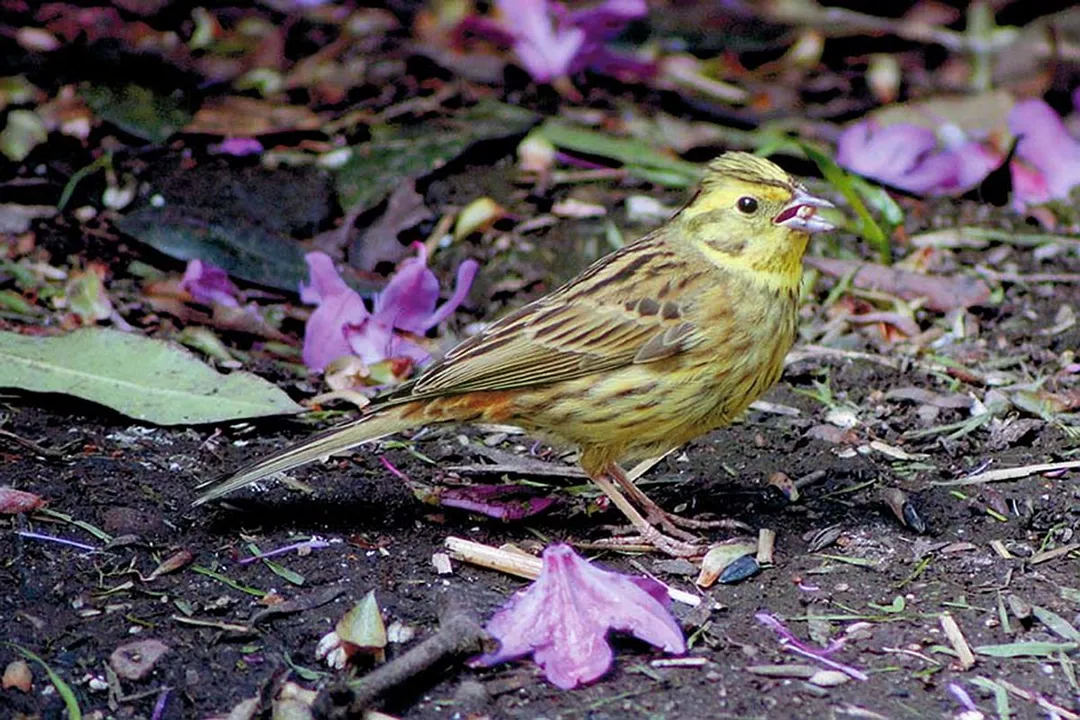 Yellowhammer Scientific Classification, Hierarchical Placement