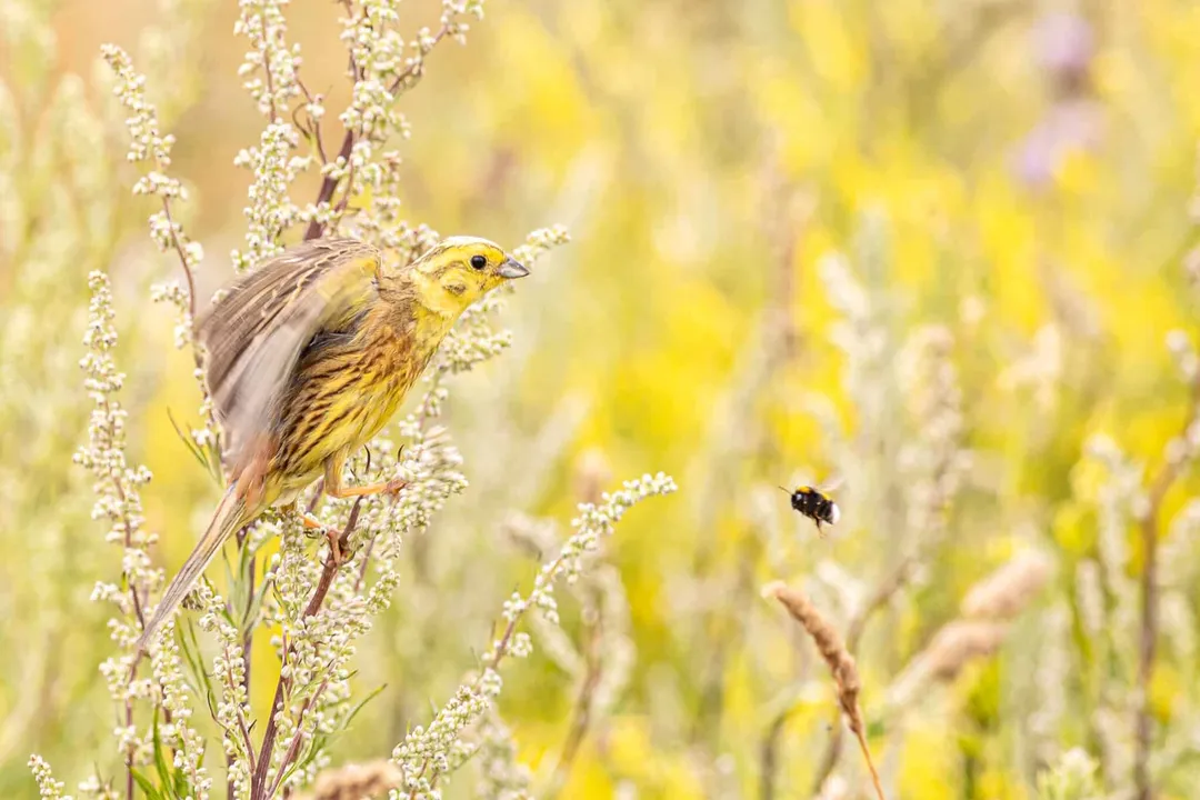 Yellowhammer Scientific Classification, Genus Ties and Kinship