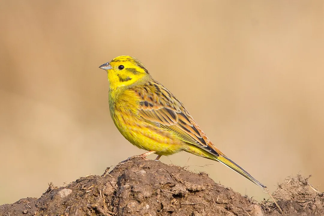 Yellowhammer Scientific Classification