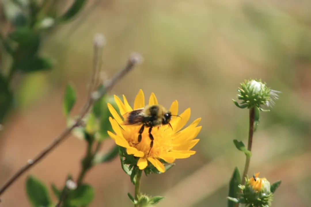 Yellowish Cuckoo Bumblebee (formerly Fernald’s Cuckoo Bumblebee) Evolution, Taxonomic Revisions