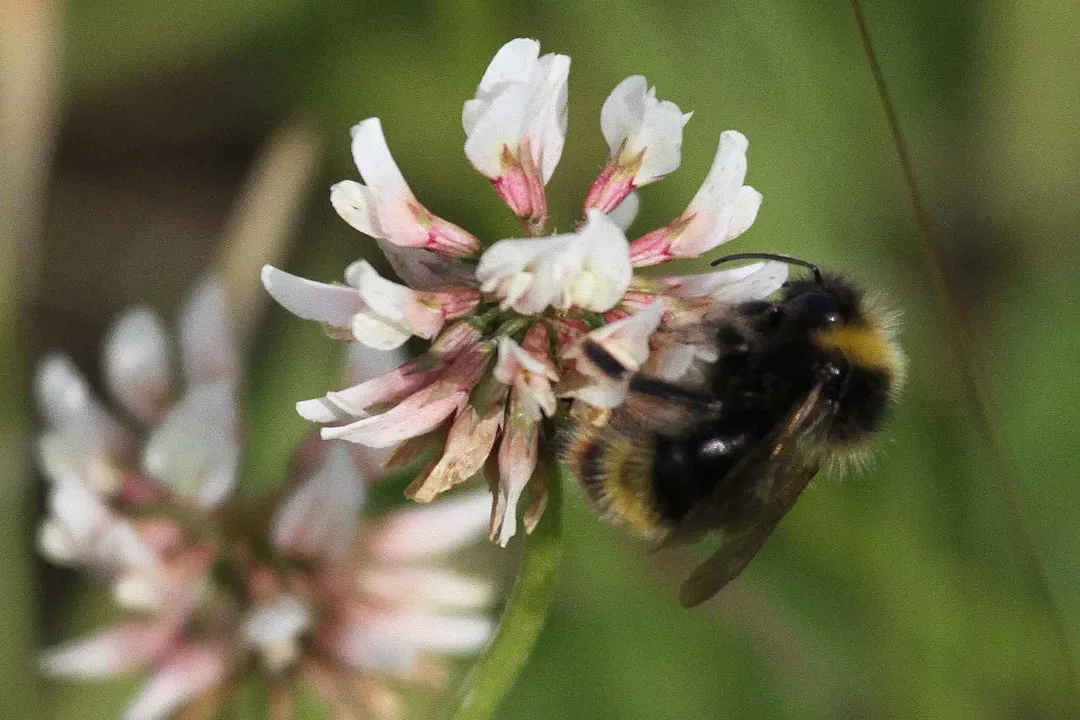 Yellowish Cuckoo Bumblebee (formerly Fernald’s Cuckoo Bumblebee) Evolution, Cleptoparasite Evolution