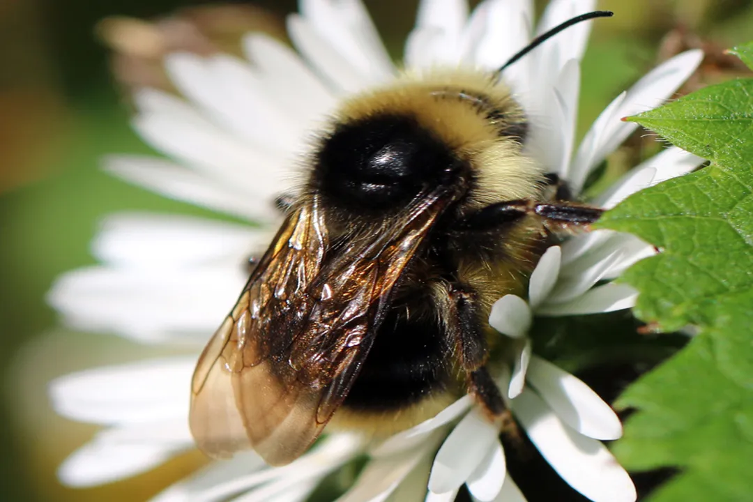 Yellowish Cuckoo Bumblebee (formerly Fernald’s Cuckoo Bumblebee) Physical Characteristics, Coloration Details