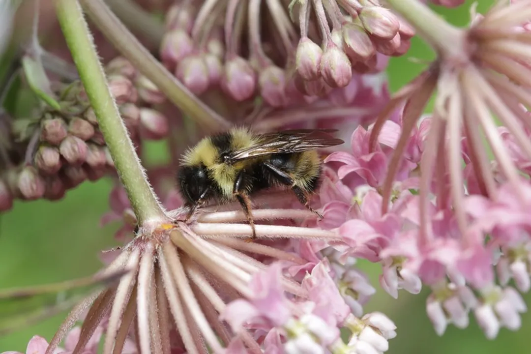Yellowish Cuckoo Bumblebee (formerly Fernald’s Cuckoo Bumblebee) Physical Characteristics, Sexual Size