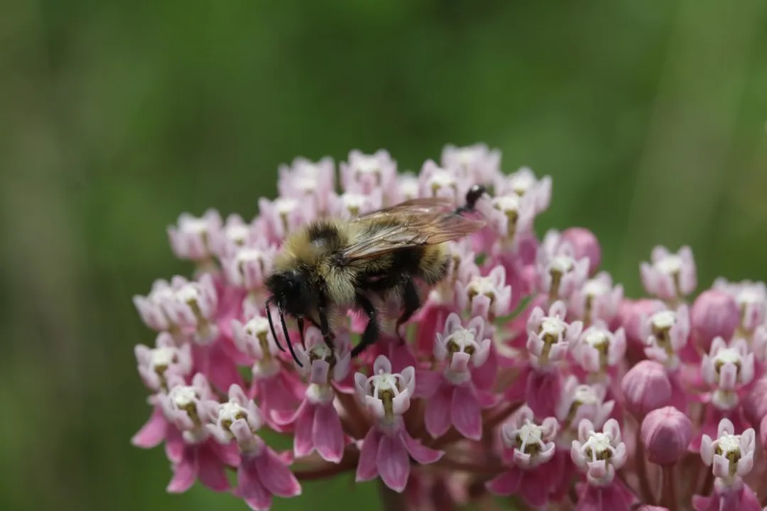 Yellowish Cuckoo Bumblebee (formerly Fernald’s Cuckoo Bumblebee) Physical Characteristics, Defining Structure