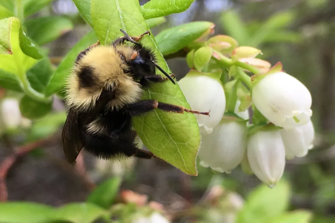 Yellowish Cuckoo Bumblebee (formerly Fernald’s Cuckoo Bumblebee) Scientific Classification, Kingdom Placement