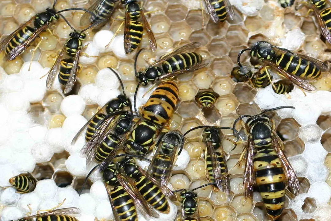Yellowjacket (Yellow Jacket) Evolution, Genome Study