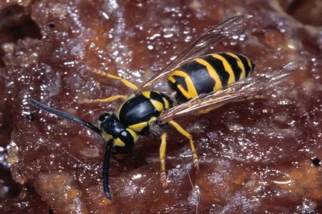 Yellowjacket (Yellow Jacket) Evolution, Social Systems