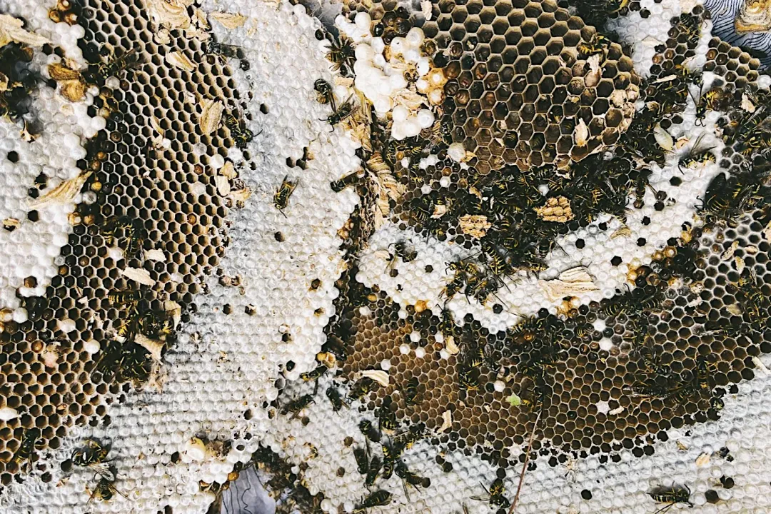 Yellowjacket (Yellow Jacket) Facts, Nest Construction