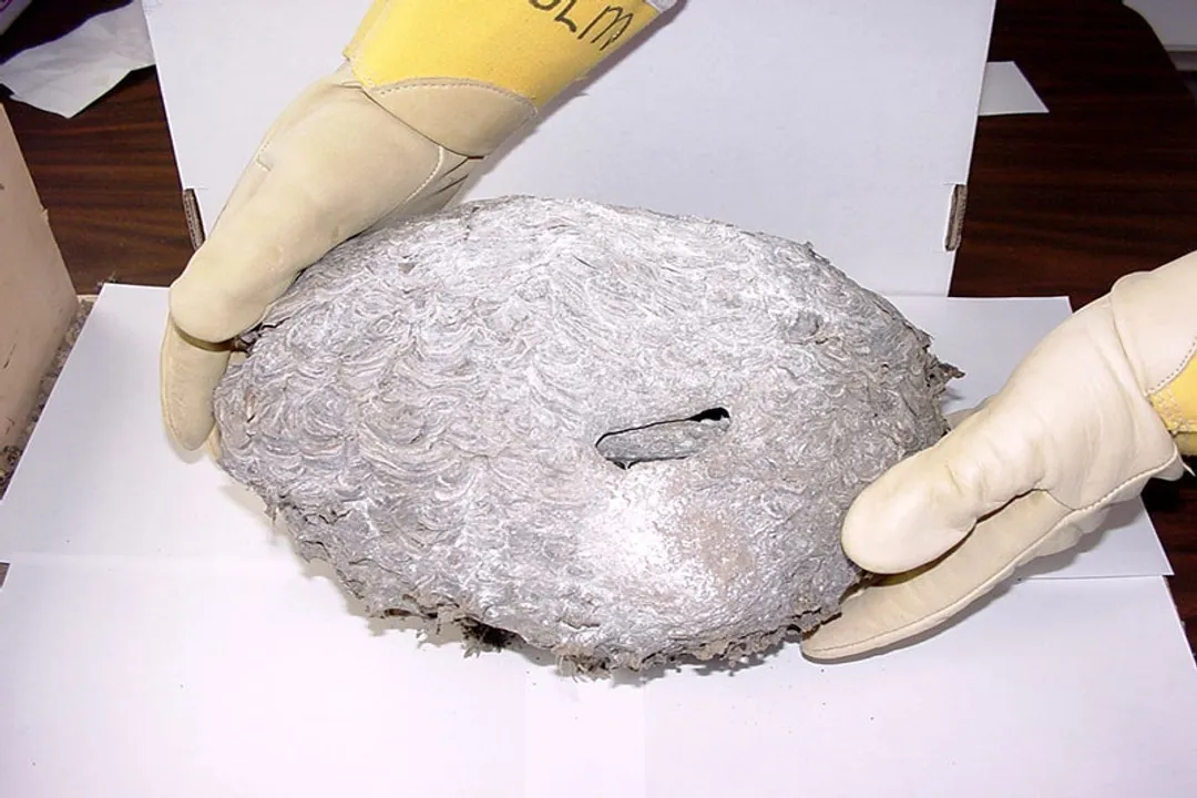 Yellowjacket (Yellow Jacket) Locations, Preferred Ground Sites