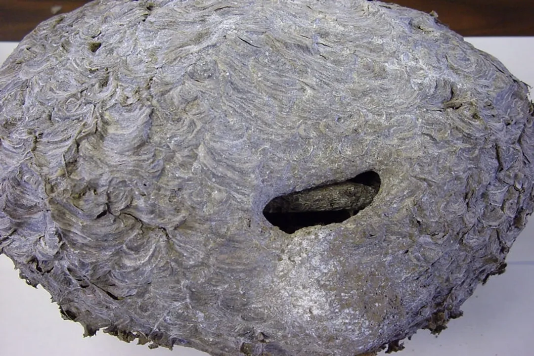 Yellowjacket (Yellow Jacket) Locations, Cavity Nesting Habits