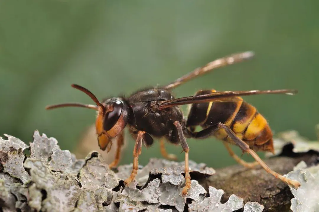 Yellowjacket (Yellow Jacket) Physical Characteristics, Size and Shape