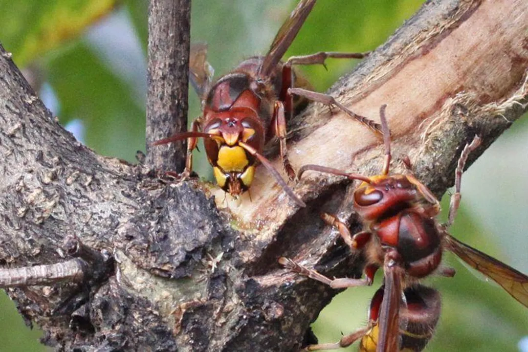 Yellowjacket (Yellow Jacket) Physical Characteristics, Appendages and Sensory Organs