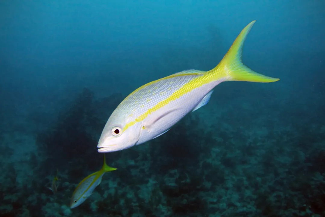Yellowtail Snapper Diet, Key Food Sources