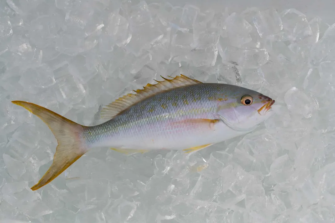 Yellowtail Snapper Diet, Age Diet Changes