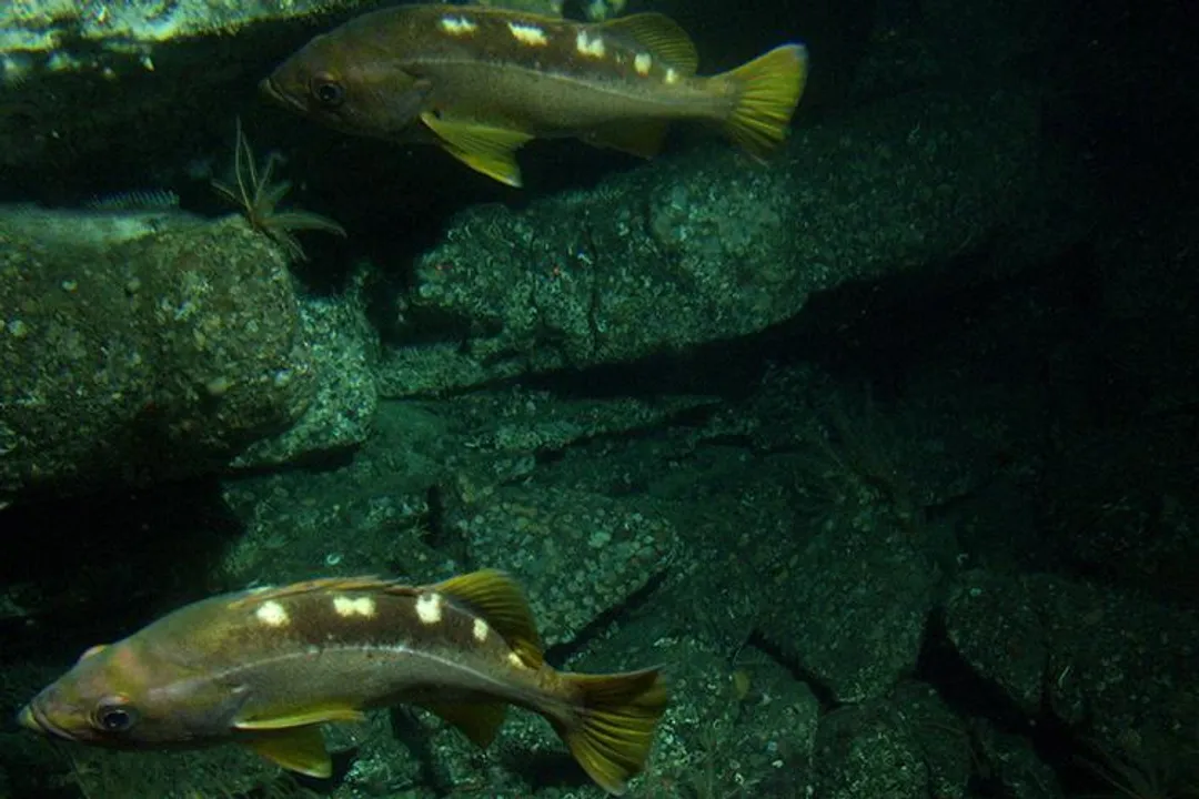Yellowtail Snapper Evolution, Physical Traits