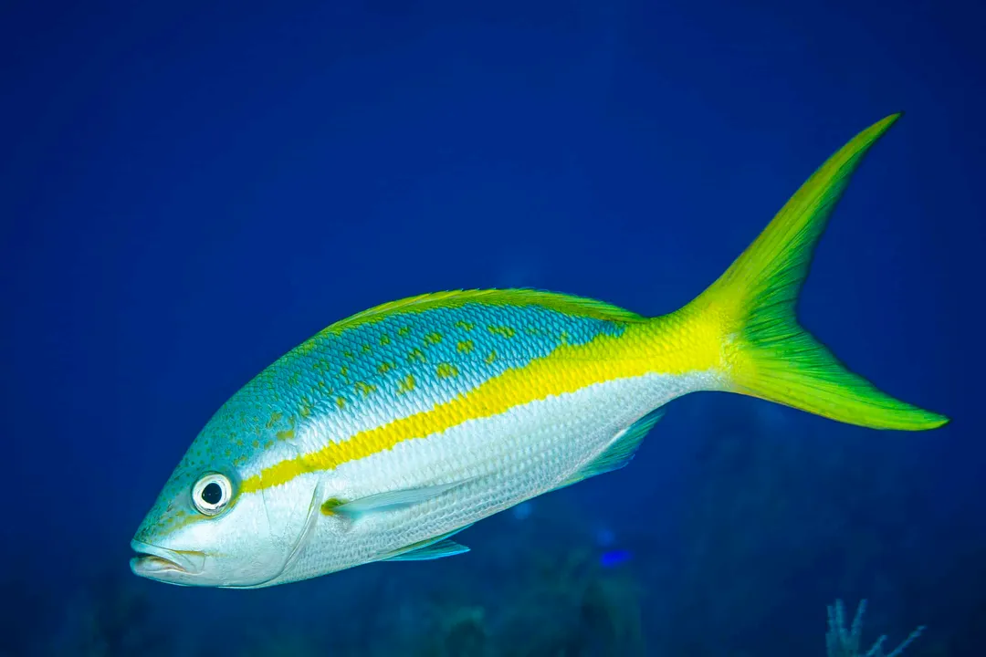 Yellowtail Snapper Facts, Feeding Habits