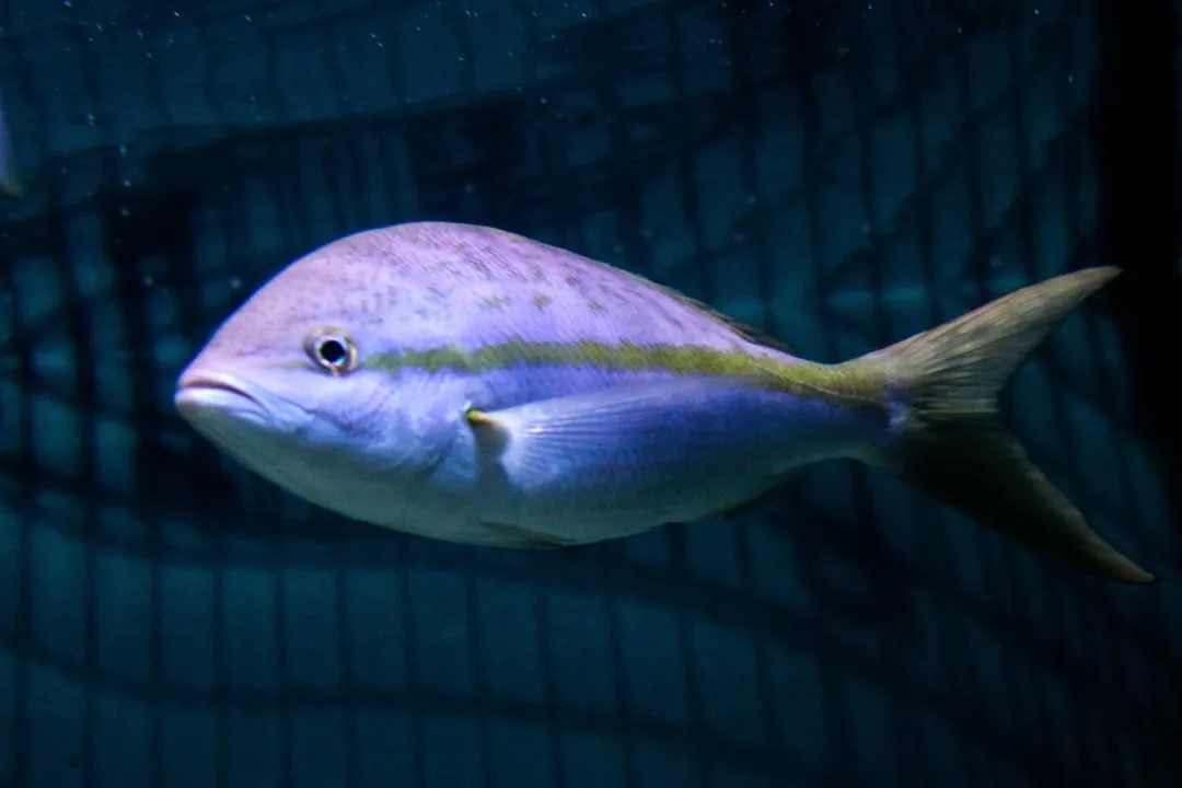 Yellowtail Snapper Facts, Color Markings