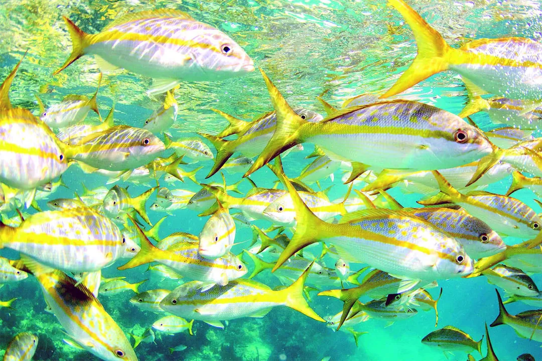 Yellowtail Snapper Locations, Reef Structure