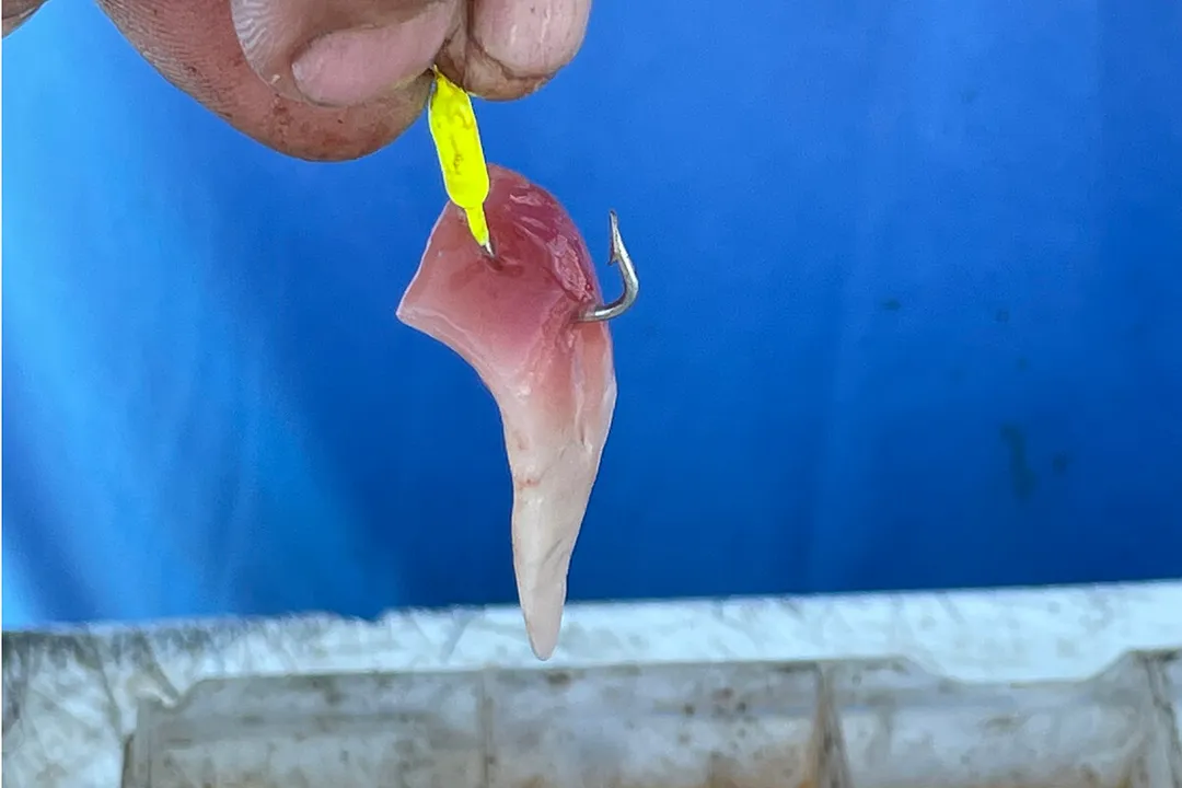 Yellowtail Snapper Locations, Florida Hotspots