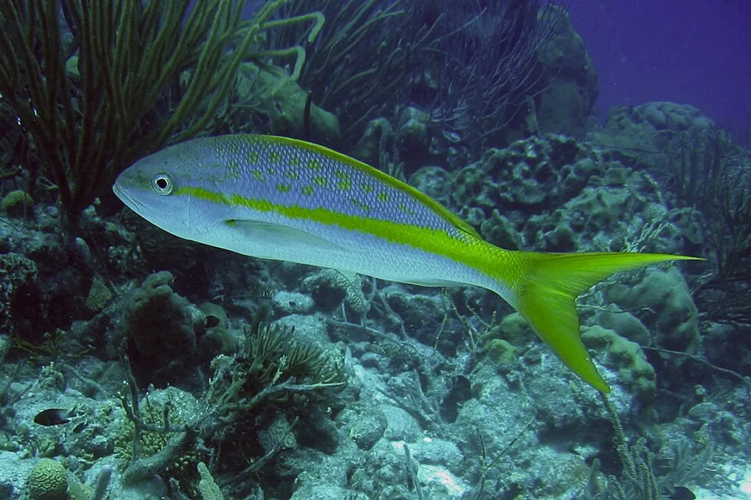 Yellowtail Snapper Physical Characteristics