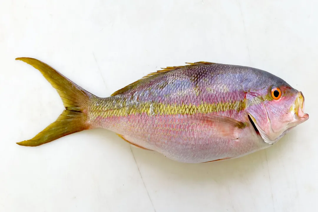 Yellowtail Snapper Scientific Classification, Scientific Name