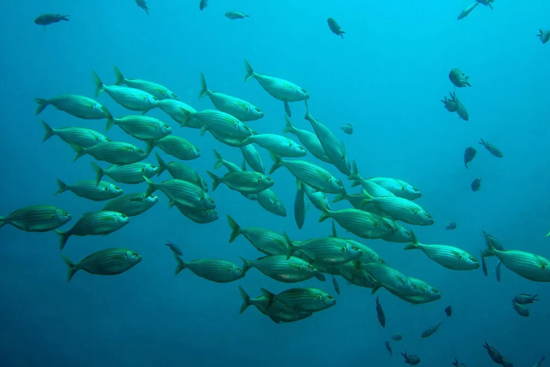 Yellowtail Snapper Scientific Classification, Family Snapper