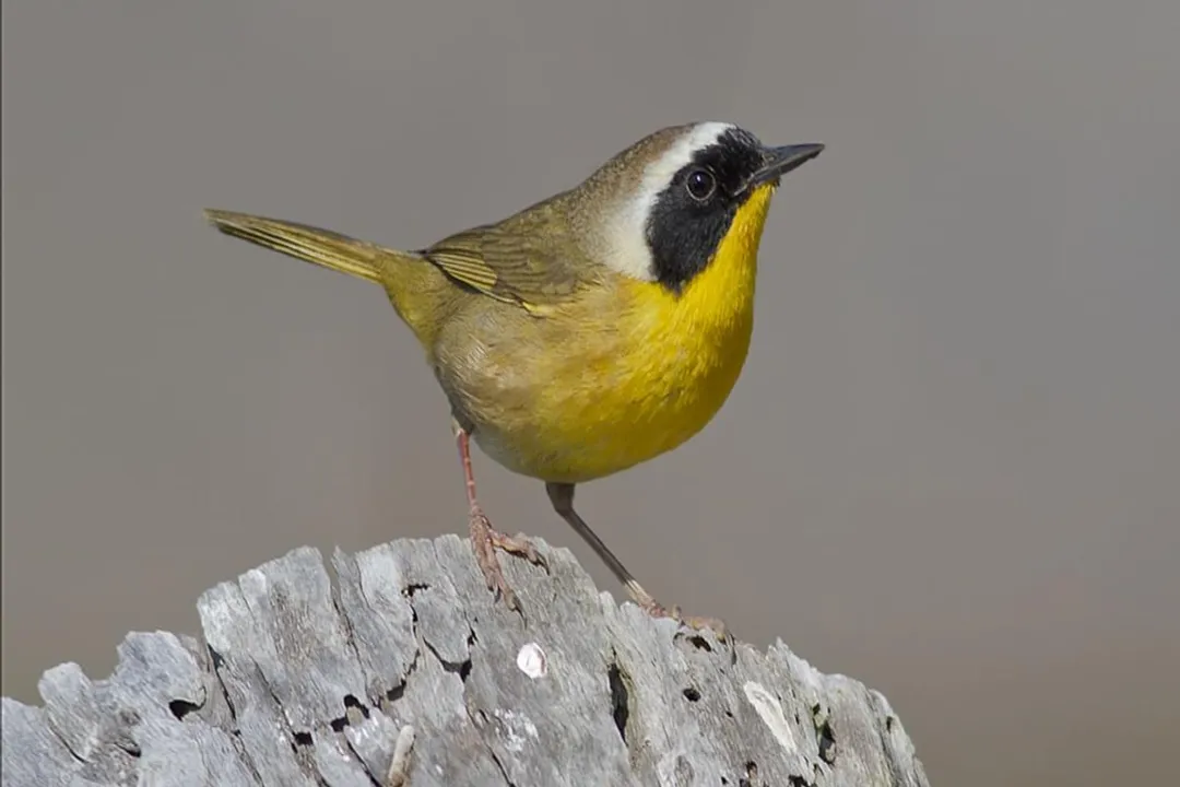 Yellowthroat Diet