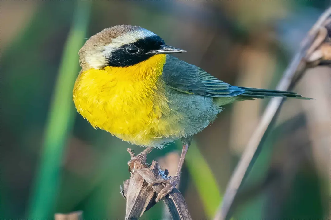 Yellowthroat Facts, Distinctive Markers