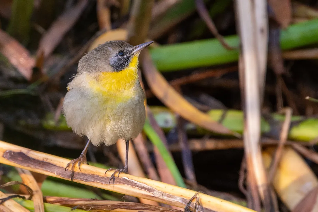 Yellowthroat Physical Characteristics, Distinctive Markings