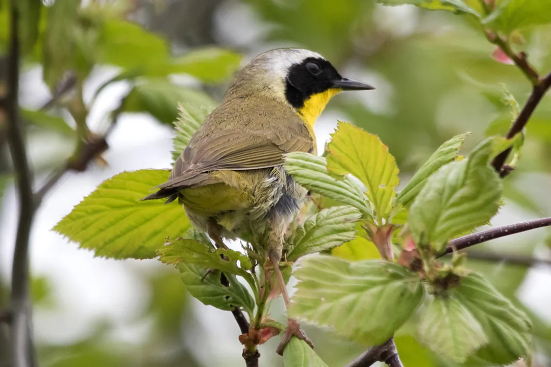 Yellowthroat Physical Characteristics, Structural Details