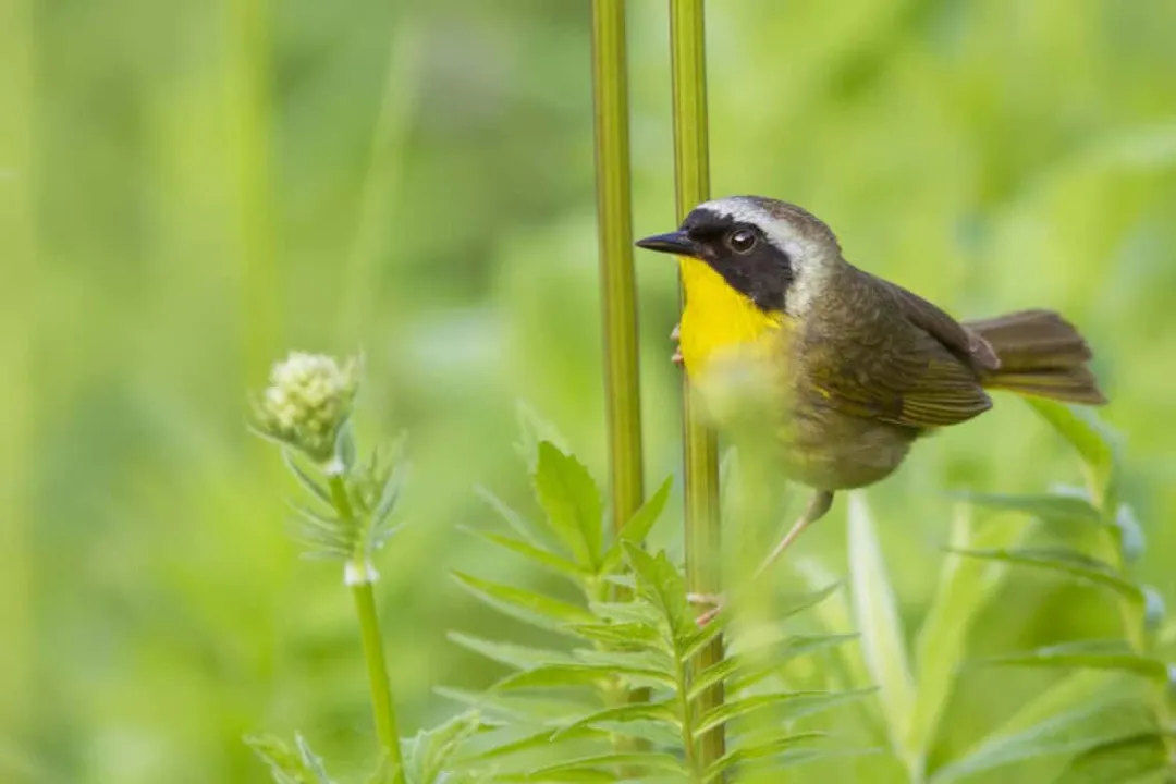 Yellowthroat Physical Characteristics, General Stature
