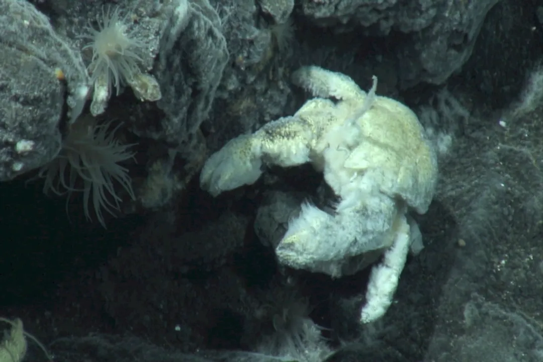 Yeti Crab Diet, Bristly Arms