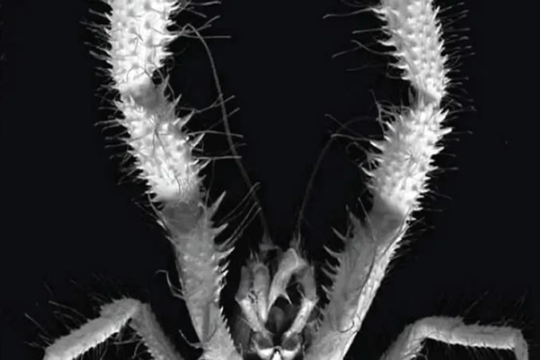 Yeti Crab Diet, Deep Dweller