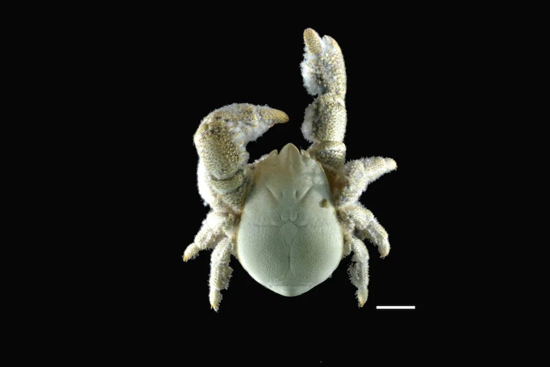What genus scientifically classifies the Yeti Crab, a creature thriving miles beneath the waves?