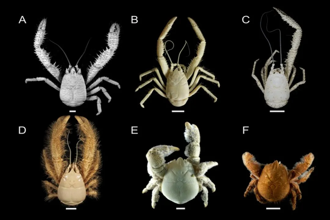 Yeti Crab Evolution, Classification Puzzle