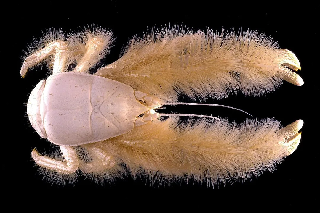 Yeti Crab Evolution, Initial Findings