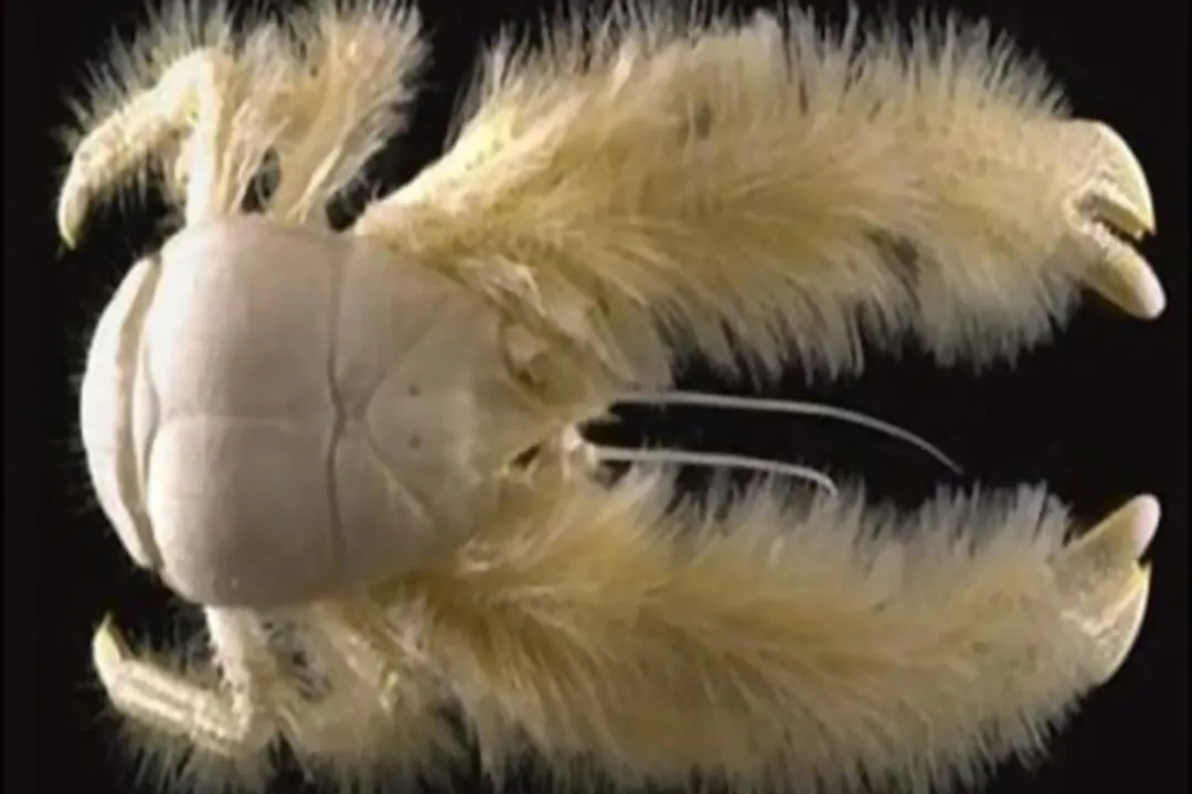 Yeti Crab Facts, First Glimpse
