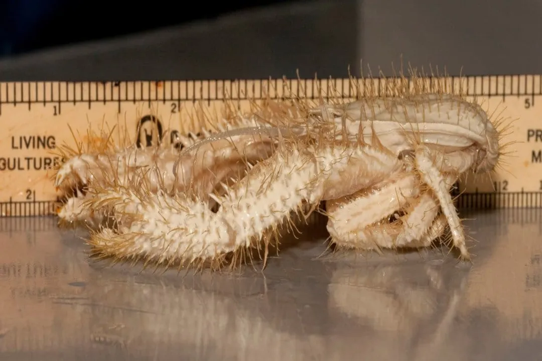 Yeti Crab Facts, Hairy Morphology