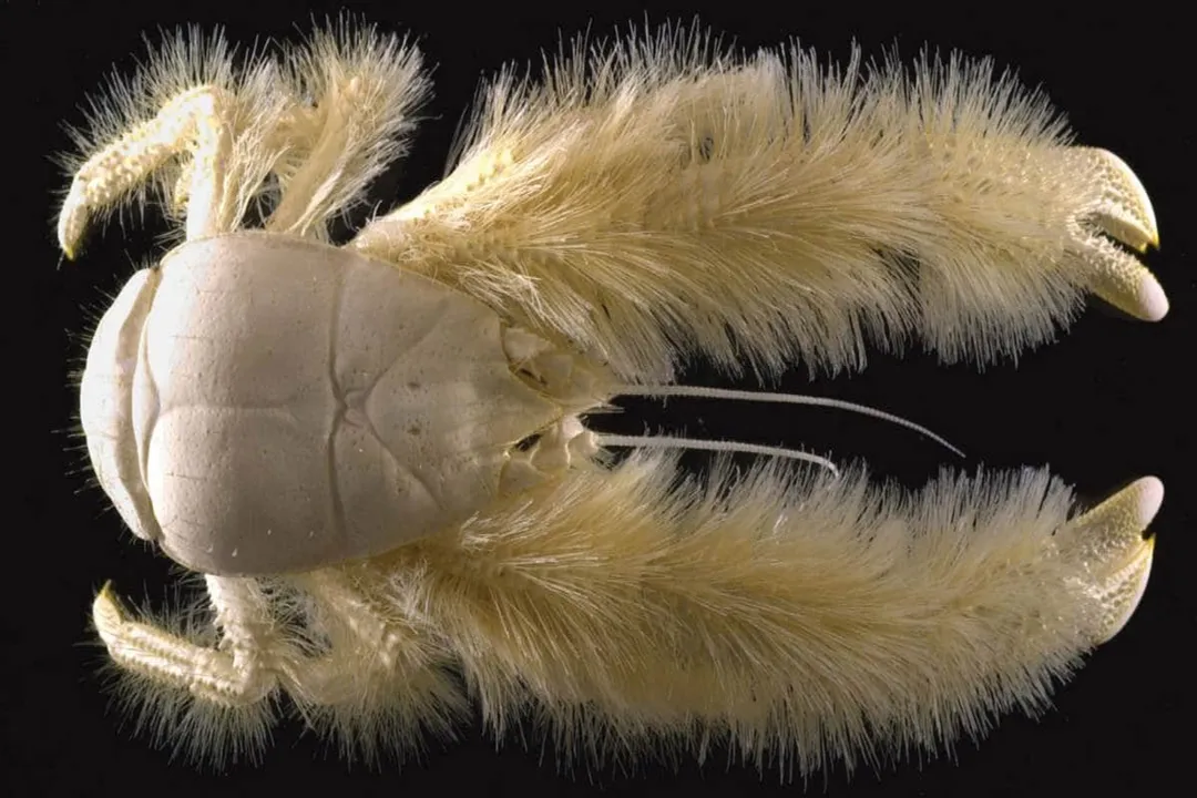 Yeti Crab Physical Characteristics, Hairy Appendages