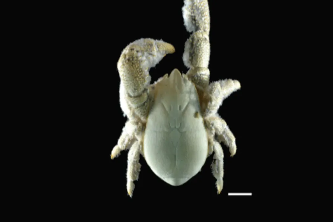 Yeti Crab Physical Characteristics, Discovery Naming