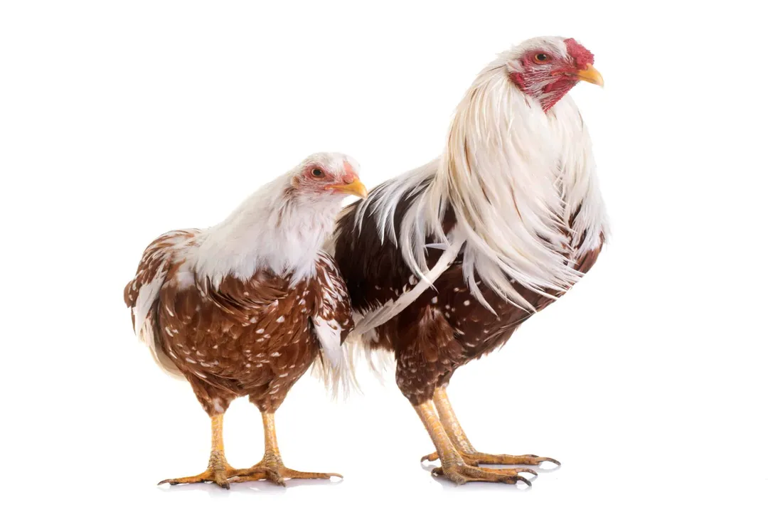 Yokohama Chicken Diet, Feeding Guidelines