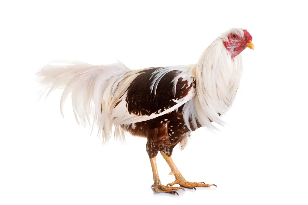 Yokohama Chicken Diet, Breed Characteristics