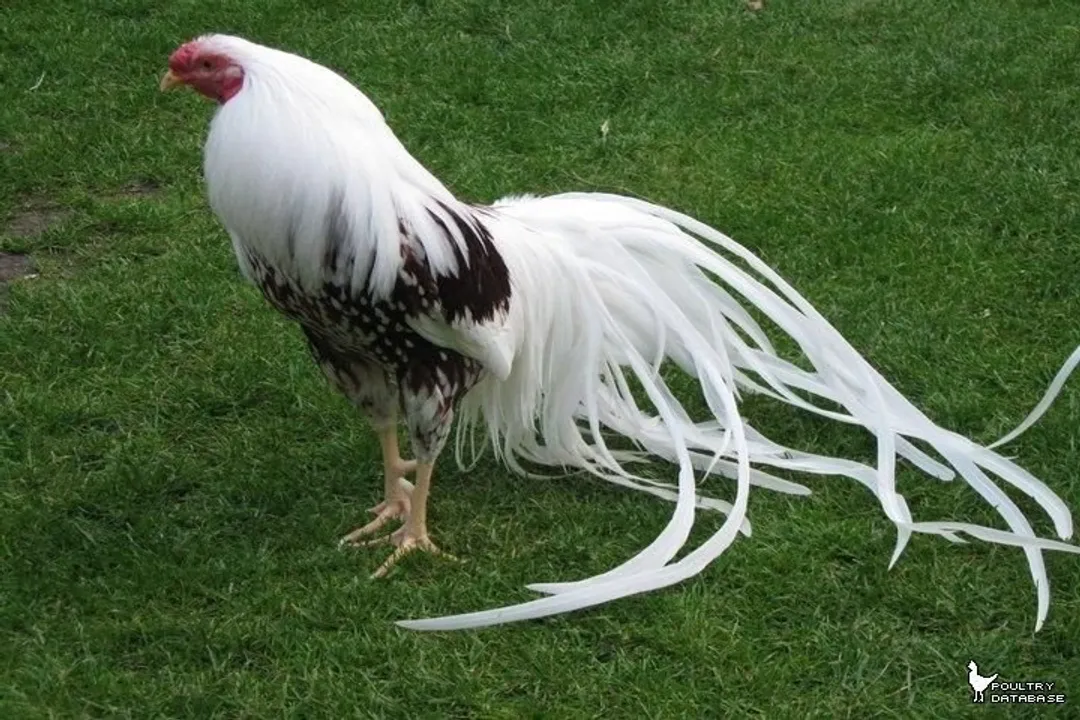 Yokohama Chicken Evolution, Physical Traits