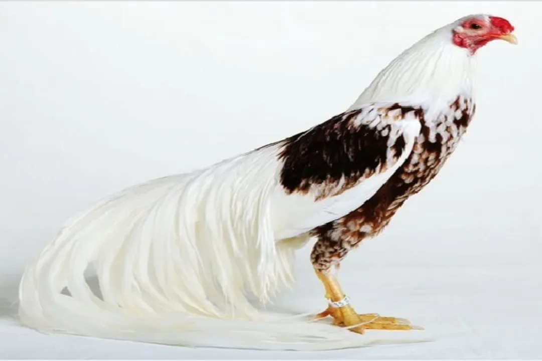 Yokohama Chicken Locations, Color Varieties