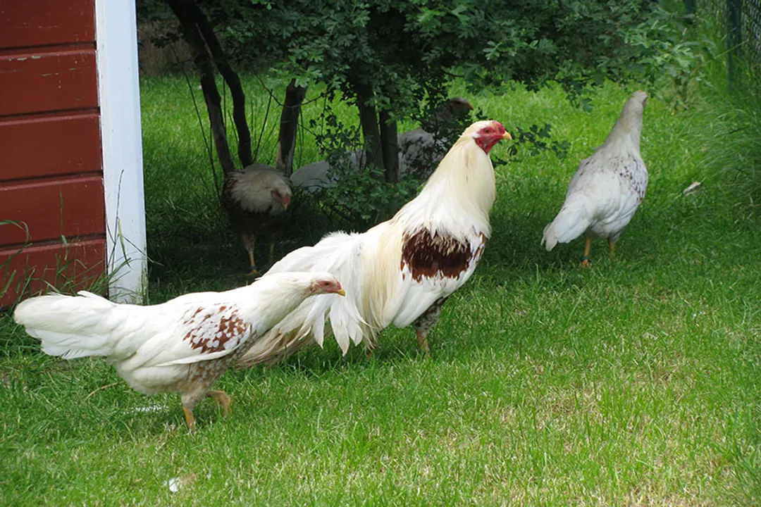Yokohama Chicken Scientific Classification, Breed Origin and Naming