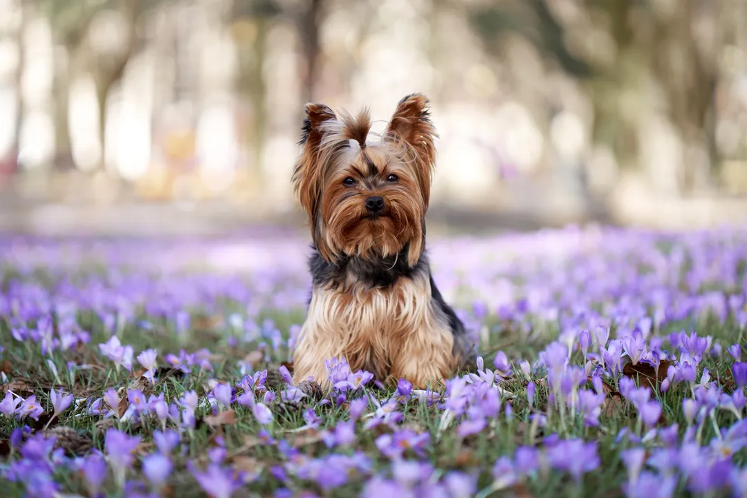 Yoranian Diet, Core Needs