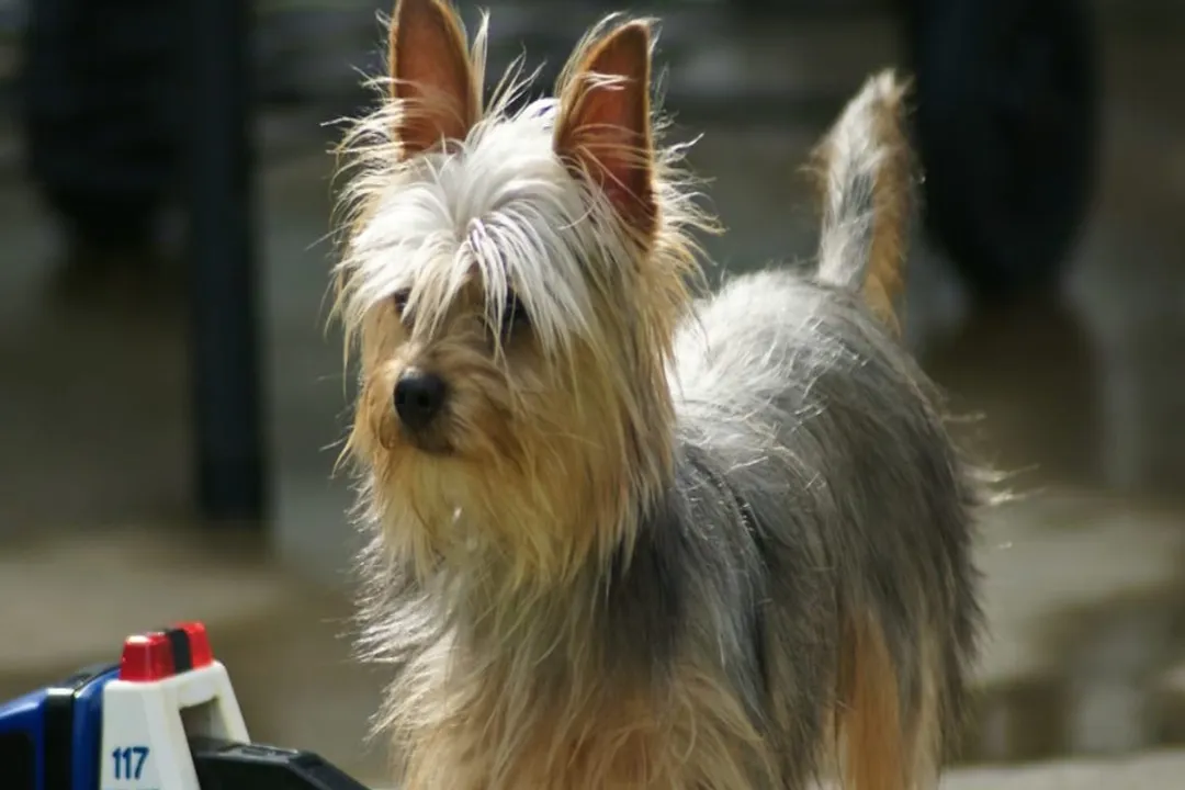 Yoranian Evolution, Temperament Traits